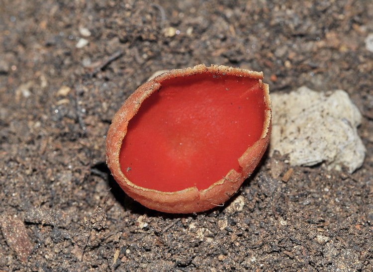 Sarcoscypha coccinea